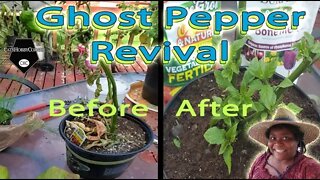 Ghost Pepper Revival