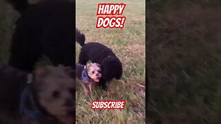 Happy Pups! Fred & Daisy
