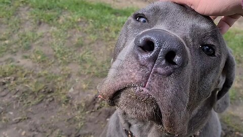 Total Recall FAIL Bruce The Cane Corso 9.5 month old 50 KG 110 Lbs