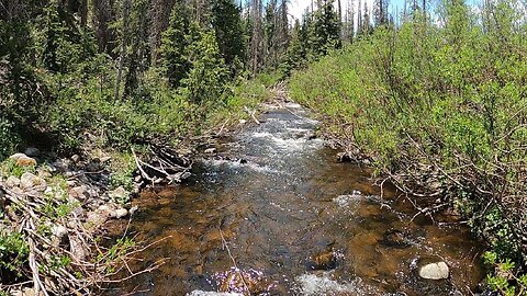 Stream full of trout!