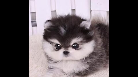 Micro Husky Puppy ''Real''' (Video used by scammers to sell lookalike toys!) - Amazing Pets