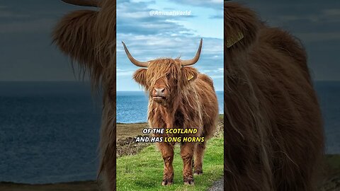 Fluffiest Cattle | The Highland Cattle 🐃