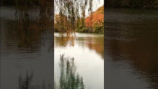 #fallcolours #dufferinislands #rainyday #niagarafalls