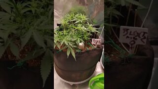 20221105_grow #4 Runtz Feminized Autoflower week 2 flowering