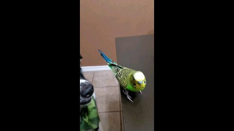 Parakeet jumps on camera