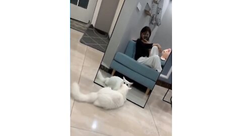 Cat in a mirror