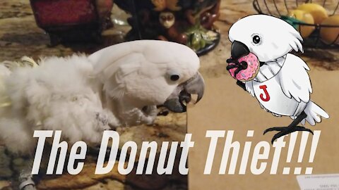 My Cockatoo Jersey Finds Donuts And She Won't Let Me Take Them Away | PARROT VIDEO OF THE DAY