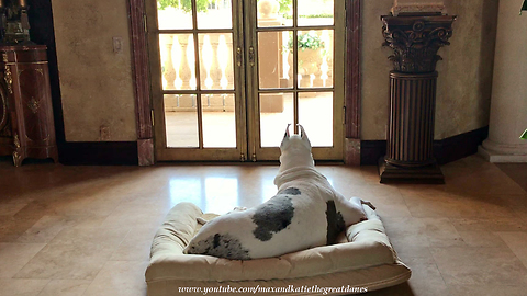 Grieving Great Dane Mourns Loss Of Best Friend By Waiting At The Door