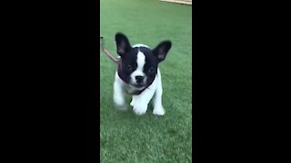 Cutest little puppy clip in slow motion
