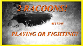 2 Racoons, FIGHTING OR PLAYING?