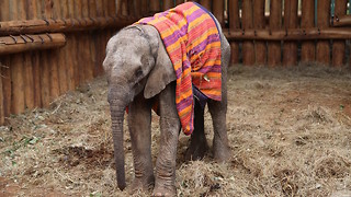 Orphaned Baby Elephant Saved From Starvation | WILDEST ANIMAL RESCUES