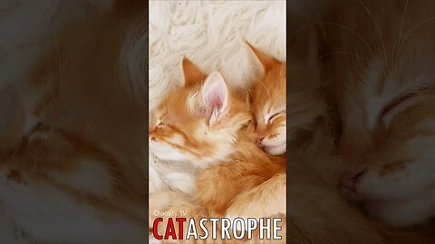 😼 #CATASTROPHE - Purrfect Paradise: Slumbering Ginger Kittens in a Bed of White Fur 🐈