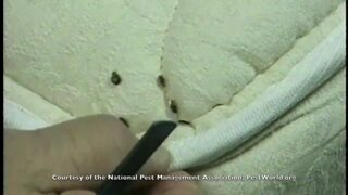 Where To Look For Bed Bugs!