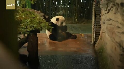 Twin panda cubs Pit and Paule bid farewell to Berlin Zoo @cg