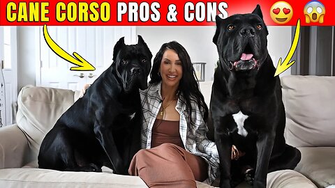 Cane Corso Pros & Cons #dog #canecorso #doglover