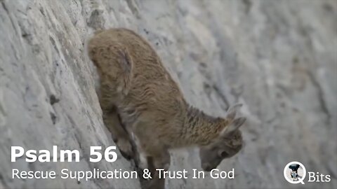 PSALM 056 // SUPPLICATION FOR RESCUE AND GRATEFUL TRUST IN GOD