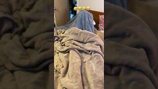 A ghost in the 🛌??🤣😂🤣 #happy #dog #like #puppy #meghan #love #shortsvideo #subscribe #funny
