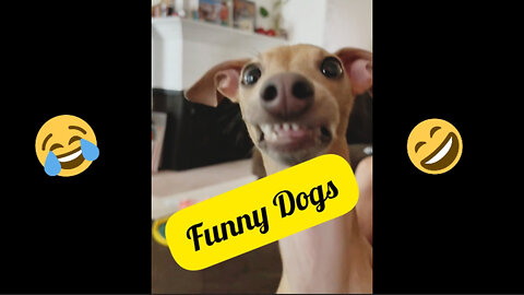 You should have a DOG - Funniest dog videos ever!