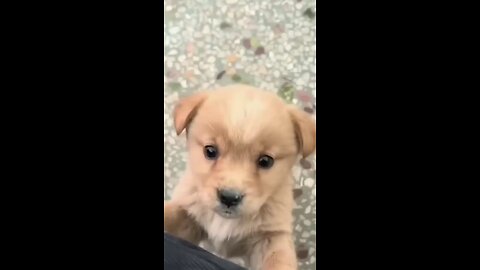 Cute puppy shouting😂❤️🐾