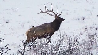 Big bull taking a stroll