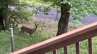 Hey Little Buddy You Best Stay Out Of My Little Garden & I Mean It!