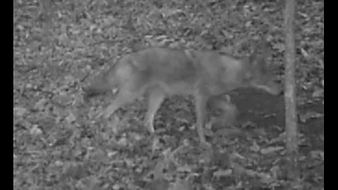 Coyote at the Cabin 4-12-2024