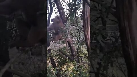 monkeys snacking #relaxing #lions #nature #travel #wildlife #viral #animals #love#cat#short#monkey