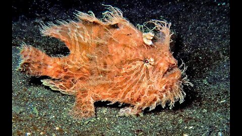 Hairy frogfish (Antennarius striatus)