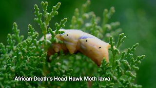 SOUTH AFRICA - Cape Town - African Death's Head Hawkmoth larva (Video) (HkX)