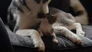 Husky And Kitten Share Heart-Melting Interaction Together