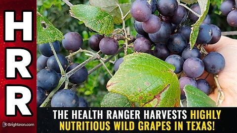 The Health Ranger harvests highly nutritious WILD GRAPES in Texas