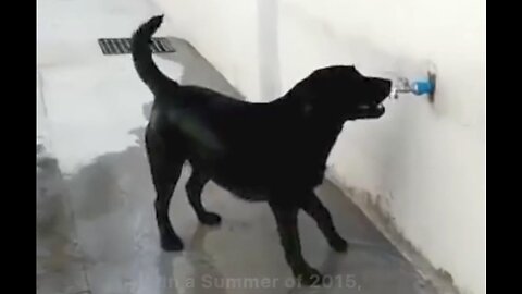 Dog takes his morning shower