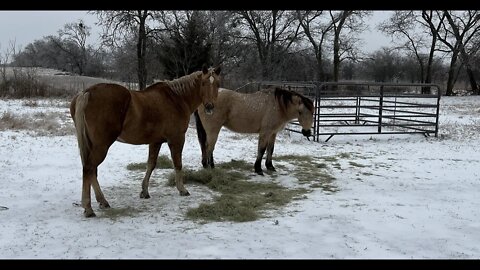 Horsy Ice Weather In Texas - Ice & Snow Coming In