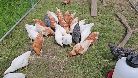 It's Official!!! The Fuzz Nuggets are eating big chicky foods!