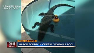 9-foot-long gator removed from backyard pool in Hillsborough County