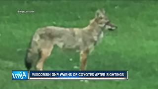Wisconsin DNR warns pet owners about coyotes roaming neighborhoods