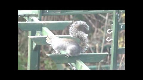Squirrel flicking his tail in slow motion