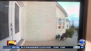 Aurora residents find surprise on doorbell camera