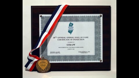 NJVMA Service Animal Hall of Fame Inductee, "Straw" 2013