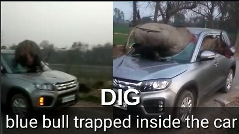 blue bull trapped inside the car