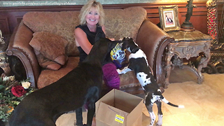 Great Danes and Cat Get Spoiled with Gifts from You Tube Friend