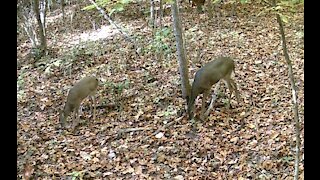 Doe and yearling eating