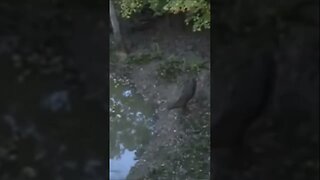 Deer CANON BALLS into a POND!