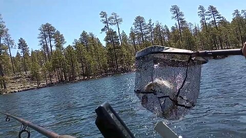 Middle Of Nowhere Medium Sized Arizona Rainbow Trout - The Other Pink-Orange Meat!