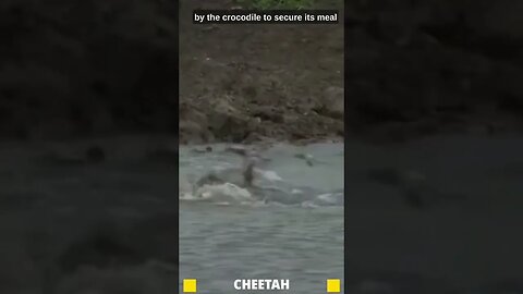 "Unexpected Attack: Crocodile Hunts Down and Ambushes Cheetah in the Wild"