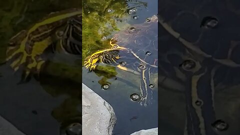 Peacock slider waiting for some food #shorts #turtle