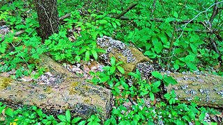 Photo Tour : Lobdell Reserve Disc Golf Course