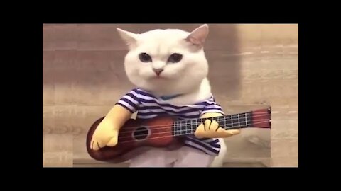 Funny Cats - Aww Cats - Cute Cats Videos