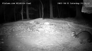 Raccoon with curved up tail on Wildlife Cam 2