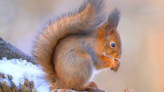 Red Squirrel on a Snowy Tree Stump with a Nut
